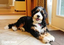 We have actually had a look at over 10+ of the most known breeders from the united bernedoodle registry (ubr) to determine just how much does a bernedoodle cost in the end. Meet The Loveable Bernedoodle