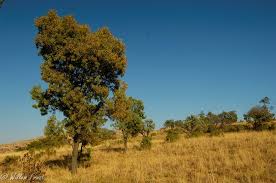 Image result for Faurea saligna