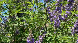 Image result for Vitex strickeri