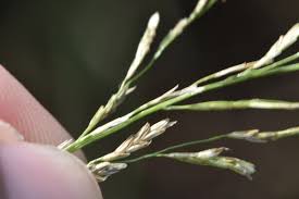 Image result for Eragrostis plana