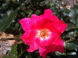 Pin By Kim Lea On Flower Fun Plants Flowers Rosie