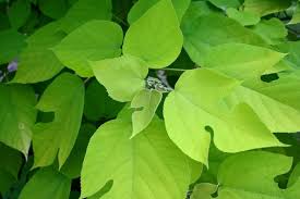 Image result for Broussonetia