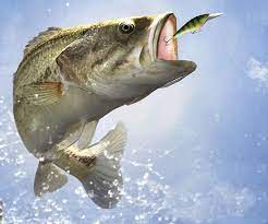Maybe you would like to learn more about one of these? Bass Fishing Wallpaper Backgrounds Wallpaper Cave