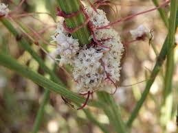 Image result for Cuscuta planiflora