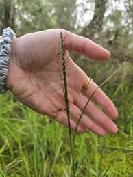 Image result for Sporobolus mauritianus