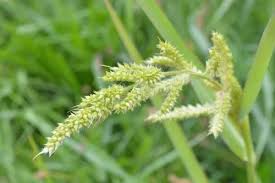 Image result for Echinochloa ugandensis