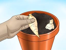 How to prepare dahlia tubers for storage. How To Store Dahlias Over Winter 9 Steps With Pictures