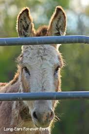 Carl This Was Taken Not Long After He Arrived Here He Still Has His Winter Coat Donkeys Take So Long To Shed Out Donkey Foster Farms Animals