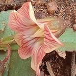 Image result for Hermannia quartiniana