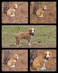 Our Timber boy is 4 months old today. He is such a gorgeous, laid back,  sweet boy🐾