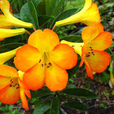 Check out our artificial tropical selection for the very best in unique or custom, handmade pieces from our craft supplies & tools shops. 10 Great Tropical Plants For Auckland