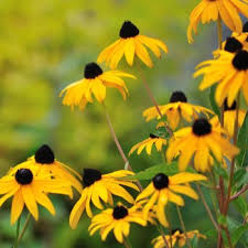 It is a perennial flower that grows up to 5 or 6 feet tall typically in meadows, prairies and stream banks. A List Of Perennial Flowers That Bloom All Summer With Pictures Gardenerdy