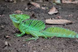 Green basilisk lizard running on water. Plumed Basilisk Wikipedia
