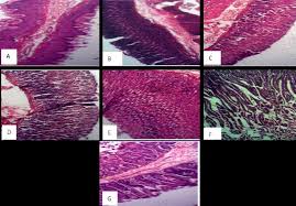 Image result for Agelanthus terminaliae