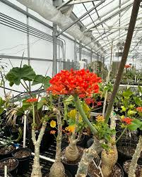 Image result for Jatropha schlechteri