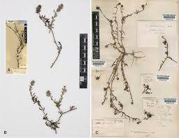 Image result for Thesium goetzeanum