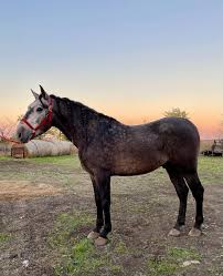 Image result for tbn:tVj6rqcH-AQR9M::www.pregonagropecuario.com.ar/images/caballo_overo.jpg