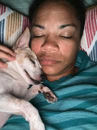 Sheltie gotcha day celebration