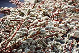 Salweide Steckbrief Sal Weide Salix Caprea Baumlexikon Com