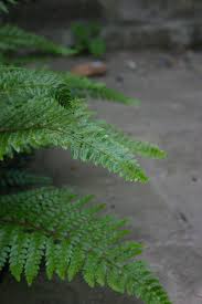 Maybe you would like to learn more about one of these? My Favourite Ferns For Containers Laetitia Maklouf