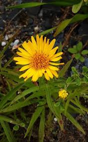 Image result for Pentanema indicum