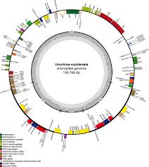 Image result for Urochloa leersioides