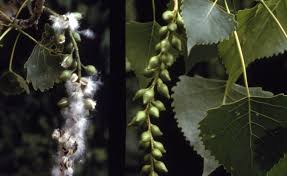 How to protect trees from wood boring insects. Eastern Cottonwood The Morton Arboretum