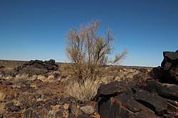 Image result for Parkinsonia africana