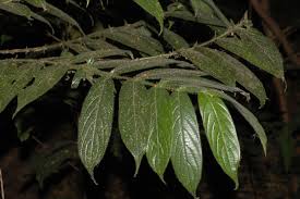 Image result for Lasianthus kilimandscharicus