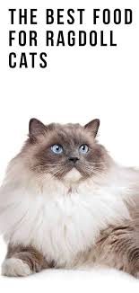 Best Food For Ragdoll Cats The Brands Breeders Recommend And Why Ragdoll Cat Ragdoll Cat Breeders Cats