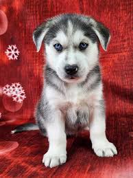 Golden Retriever Caucasian Ovcharka Husky Mix Golden Retriever German  Shepherd Cross Pug Shepherd Mix St Bernard