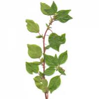 Image result for Parietaria