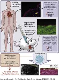 Aspirin 800mg every 8 hours for 7 to 10 days, followed by tapering during a period of 3 to 4 weeks or; The Role Of Nlrp3 Inflammasome In Pericarditis Potential For Therapeutic Approaches Sciencedirect