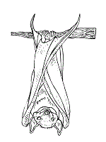 Share this:16 bat pictures to print and color more from my sitestorks coloring pagescrab coloring pagesbeaver coloring pageseagle coloring pagesgoat coloring pagessquirrel coloring pages. Bat Coloring Pages And Printable Activities