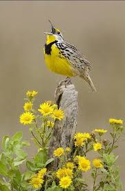 Black And White Bird With Yellow Breast Pin On Birds