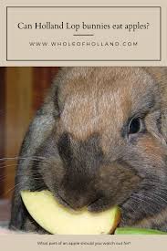 Learn if you should introduce peanuts to your pets diet and how much is safe for them to have. Can Holland Lop Bunnies Eat Apples Lop Bunnies Holland Lop Bunnies Holland Lop