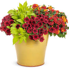 Image result for Ipomoea batatas pots