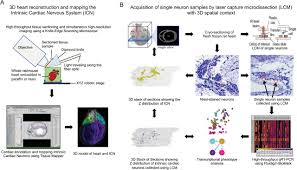 Register for a free account to stay up to date with forthcoming announcements. A Comprehensive Integrated Anatomical And Molecular Atlas Of Rodent Intrinsic Cardiac Nervous System Biorxiv