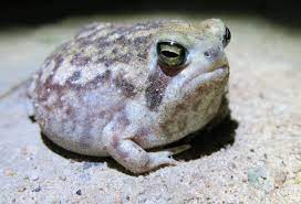 Small creatures, of the size of frogs or fish, do occasionally get carried skywards in freak weather, but there's no when it rained it became slippery so sometimes the animals would slip and fall off the roof. Breviceps Adspersus Wikipedia