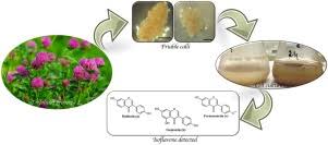 In vitro plant cell culture. Trifolium Pratense Friable Calli Cell Culture Protocol And Isoflavones Content In Wild Plants In Vitro And Cell Cultures Analyzed By Uplc Sciencedirect
