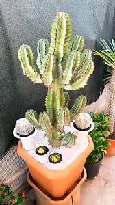 Image result for Euphorbia cooperi