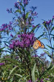 Image result for Vernonia fastigiata