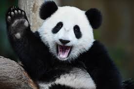 Kampanye dijadwalkan dimulai pada 26 september sampai 5 desember, dan masa tenang. Testing Pandas Well With Such A Title You May Think By Nico Gallinal Hexacta Engineering