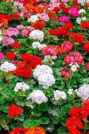 Maybe you would like to learn more about one of these? How To Keep Geraniums Blooming 3 Secrets To Big Blooms All Summer
