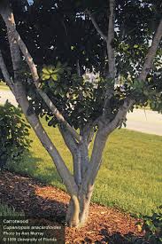 Check spelling or type a new query. Center For Aquatic And Invasive Plants University Of Florida Ifas