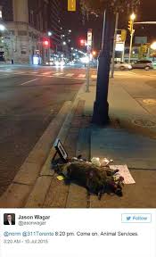 Only In Canada Canada Funny Pictures Cute Animals