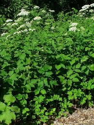 ' chinensis', also known as chinese trumpet vine, is a different species. Invasive Plants In Massachusetts 31 Types That Could Be Growing Into A Jungle In Your Backyard Masslive Com