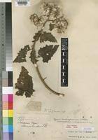 Image result for Gynura scandens