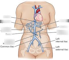 Bleeding, also known as a hemorrhage, haemorrhage, or simply blood loss, is blood escaping from the circulatory system from damaged blood vessels. Abdominal Veins Labeling Diagram Quizlet