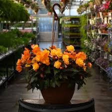 Image result for Begonia nyassensis